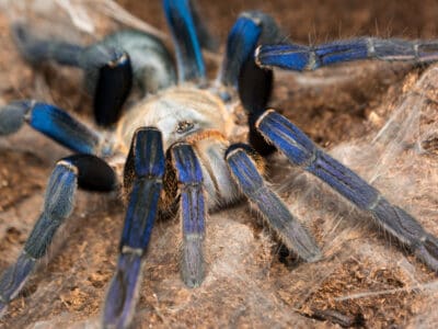 A Cobalt Blue Tarantula
