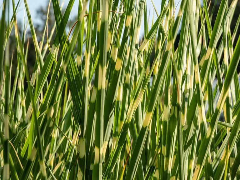 Display of horizontal porcupine grass.