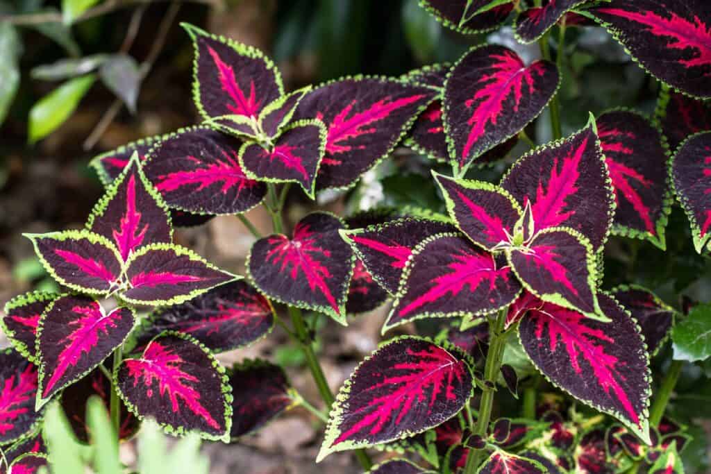 'Chocolate Covered Cherry' coleus