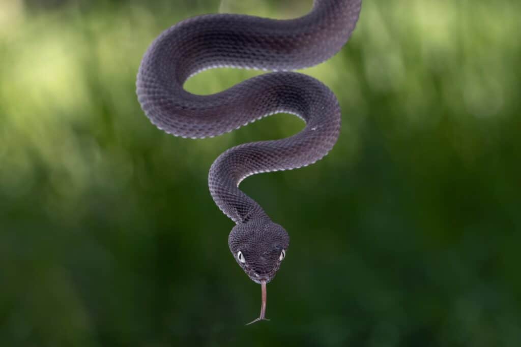 Mangrove Pit Viper