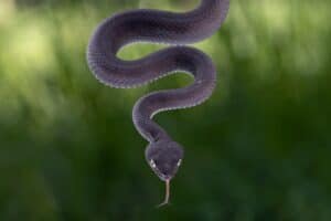 11 Incredible Purple Snakes You Never Knew Existed photo