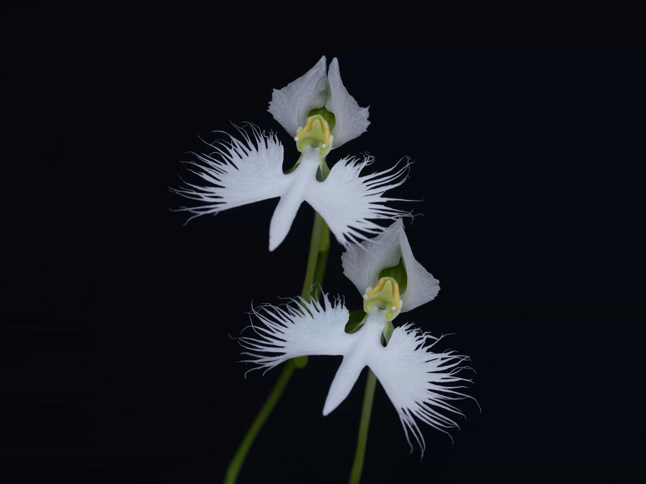 White egret flowers viewed from above