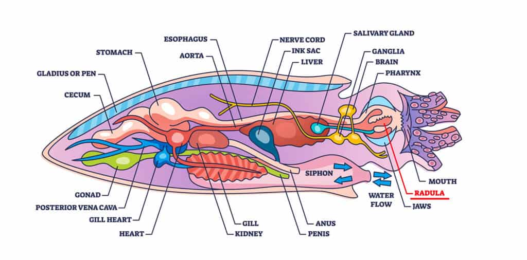 Squid anatomy