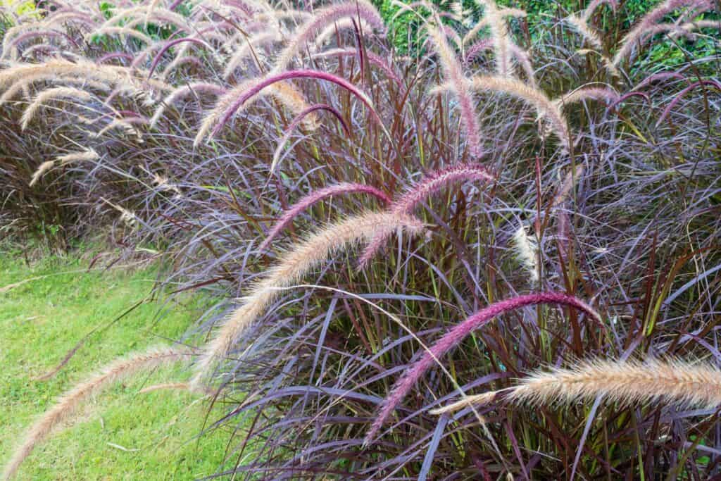 The Purple Majesty Millet. The Purple Grass.
