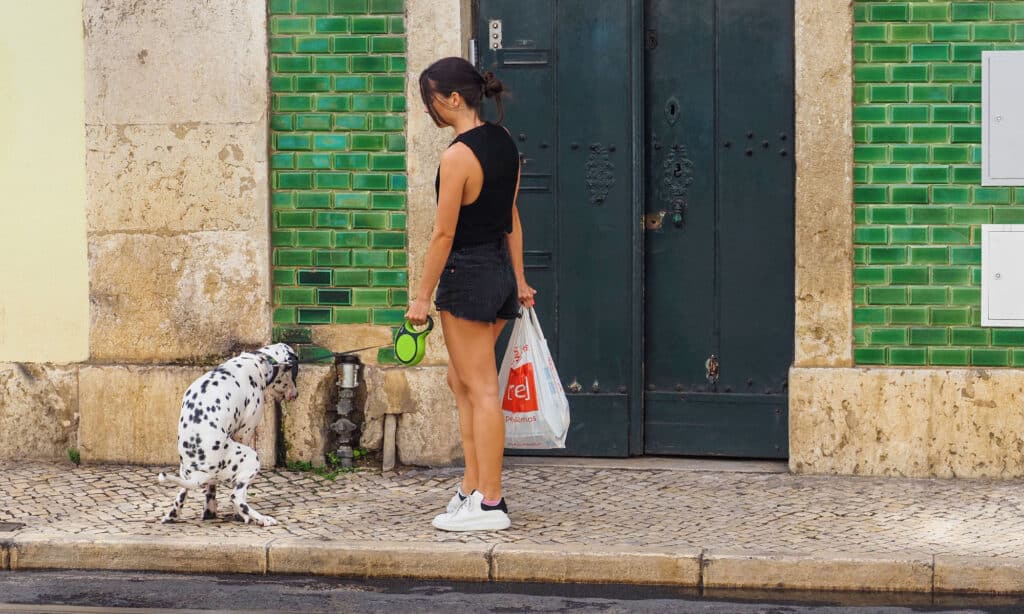 Great Dane dog pooping