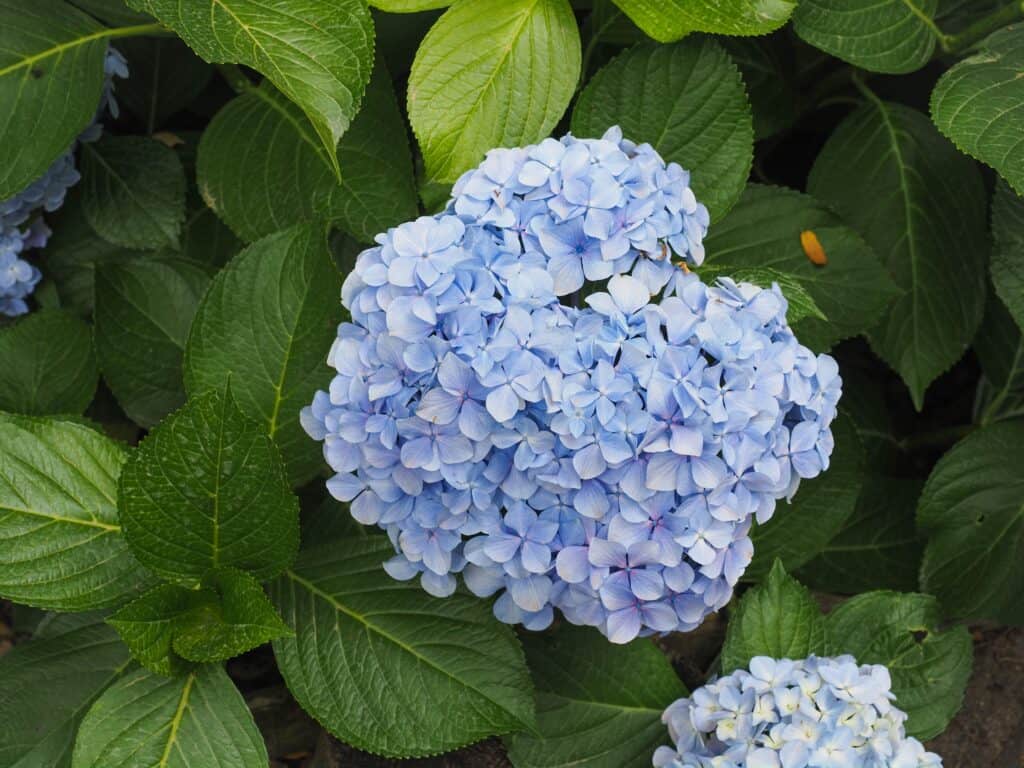 Blossoming Hortensia flowers, showcasing their beauty and potential toxicity.