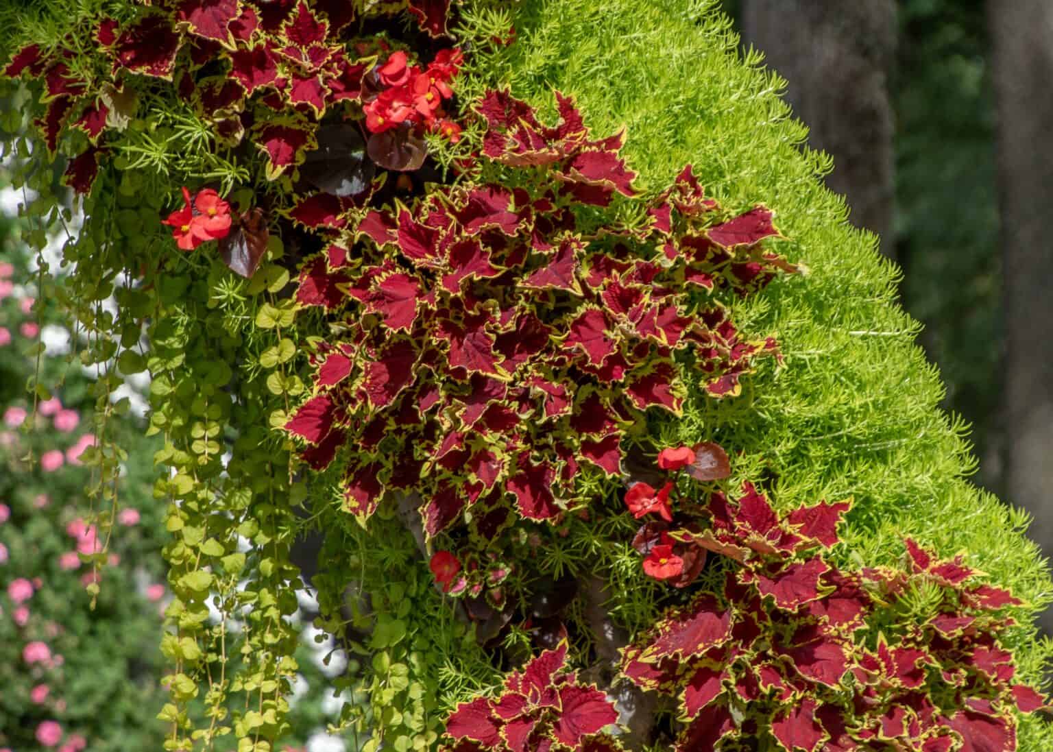 Pruning Coleus: How To Trim For A Healthier Plant - A-Z Animals