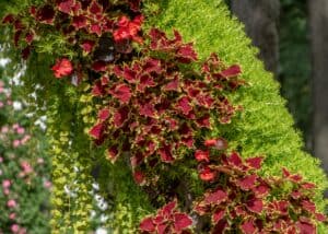 Pruning Coleus: How To Trim Your Coleus for a Healthier Plant Picture