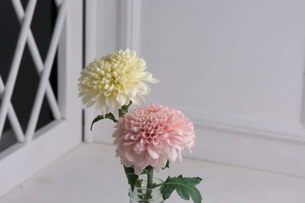 Two pot mums on a counter