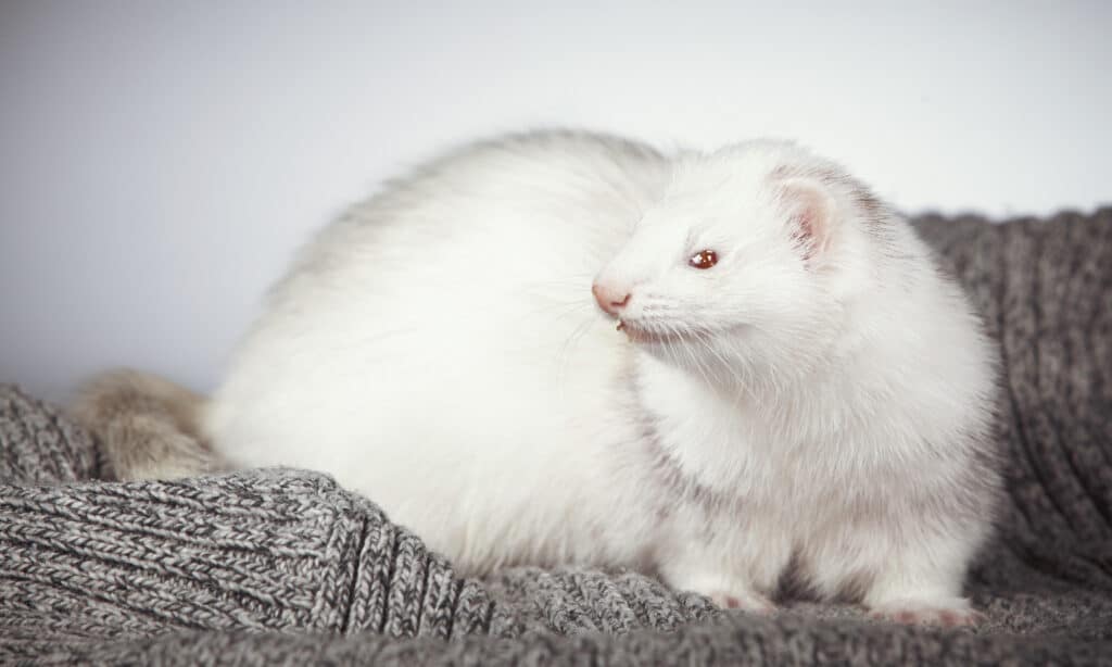 striped white ferret