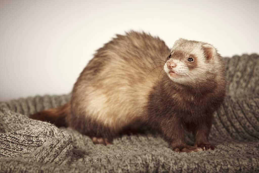 ferret animal