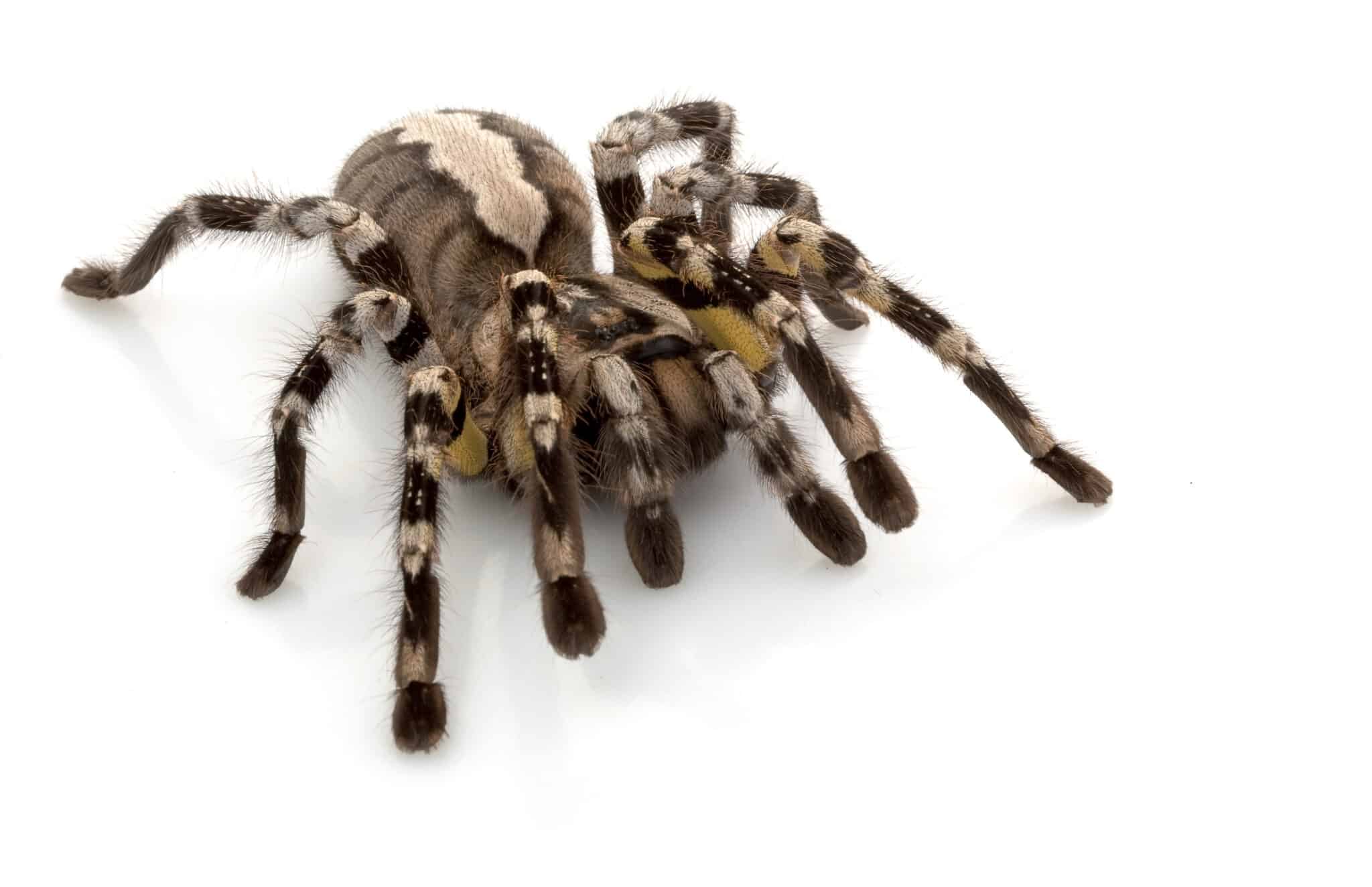 Old World Tarantulas vs. New World Tarantulas: The Complete List - A-Z ...