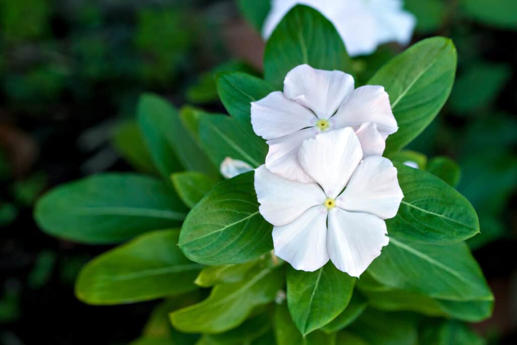 White Impatiens