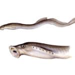 Lampreys (sometimes also called lamprey eels)