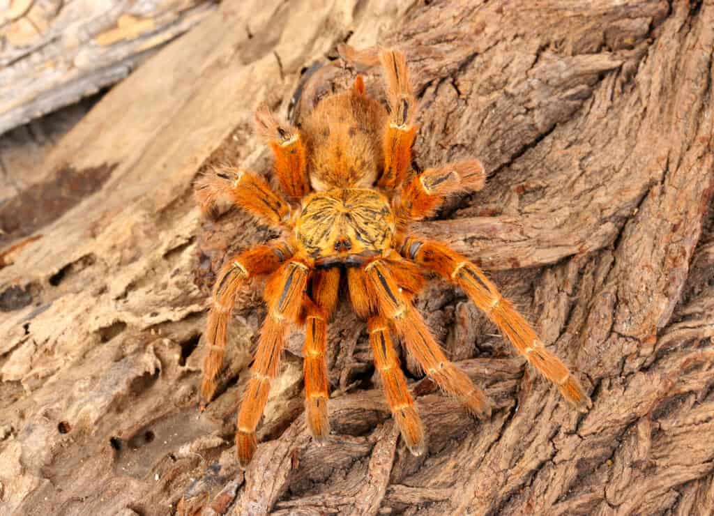 Usambara Orange Baboon Tarantula (Pterinochus murinus).