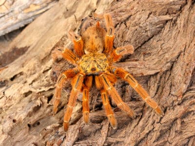 Orange Baboon Tarantula Picture