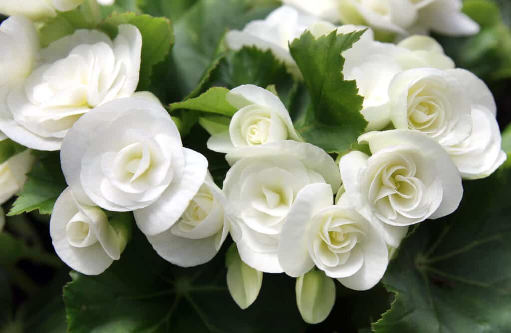 10 White Annual Flowers: Garden Elegance - A-Z Animals