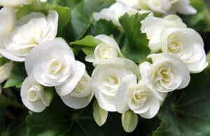 Types Of Begonia Bulbs Picture