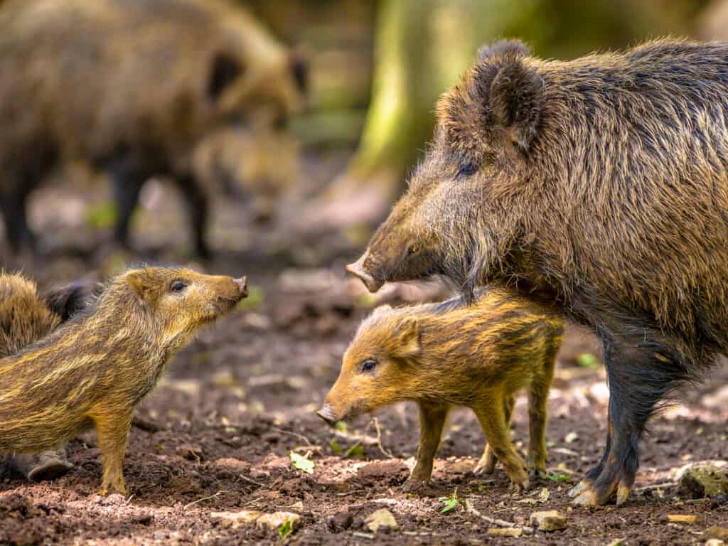 Family of Wild Boar