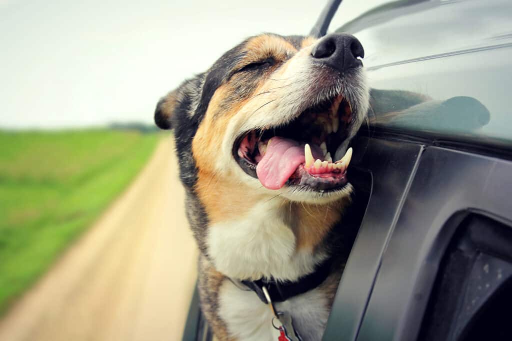 dog in car