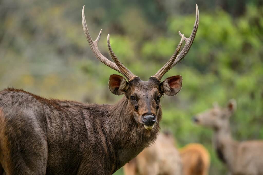 Male Sambar deer