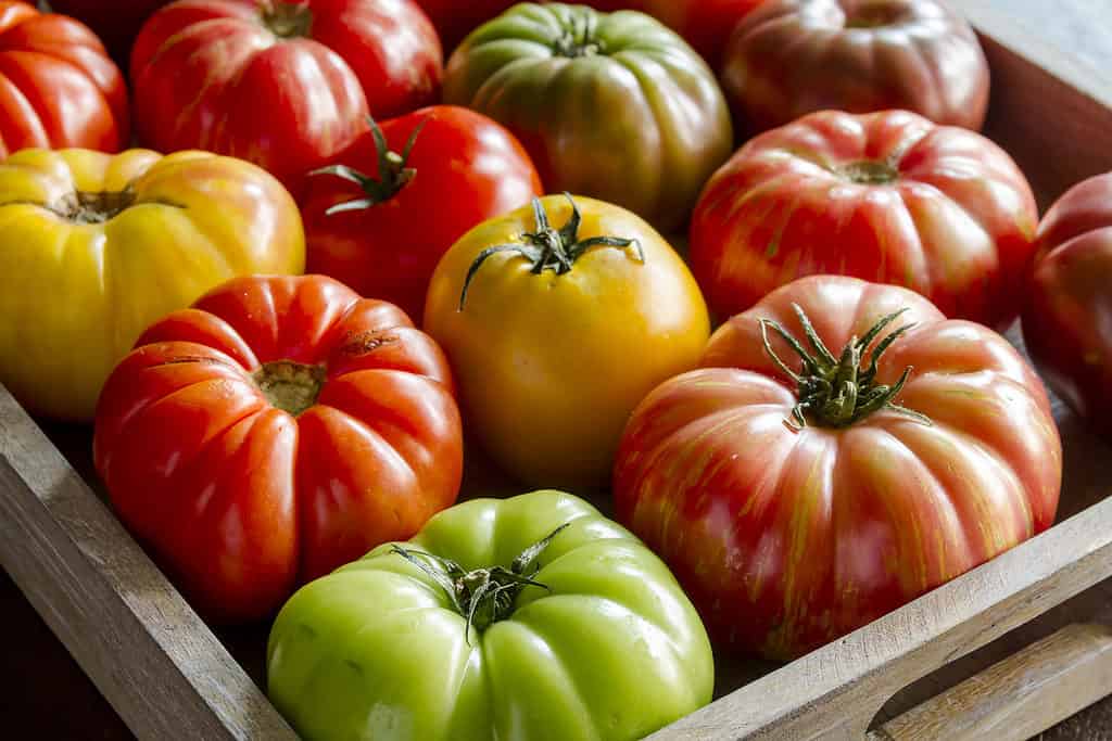 Wooden box filled with fresh vine ripened heirloom tomatoes from farmer's market.