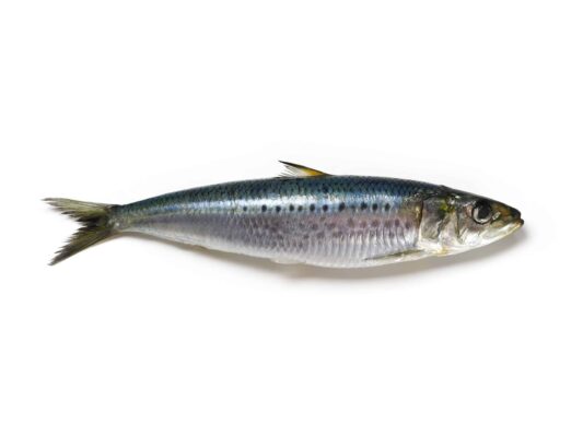 Herring vs Sardine: How Are They Different?