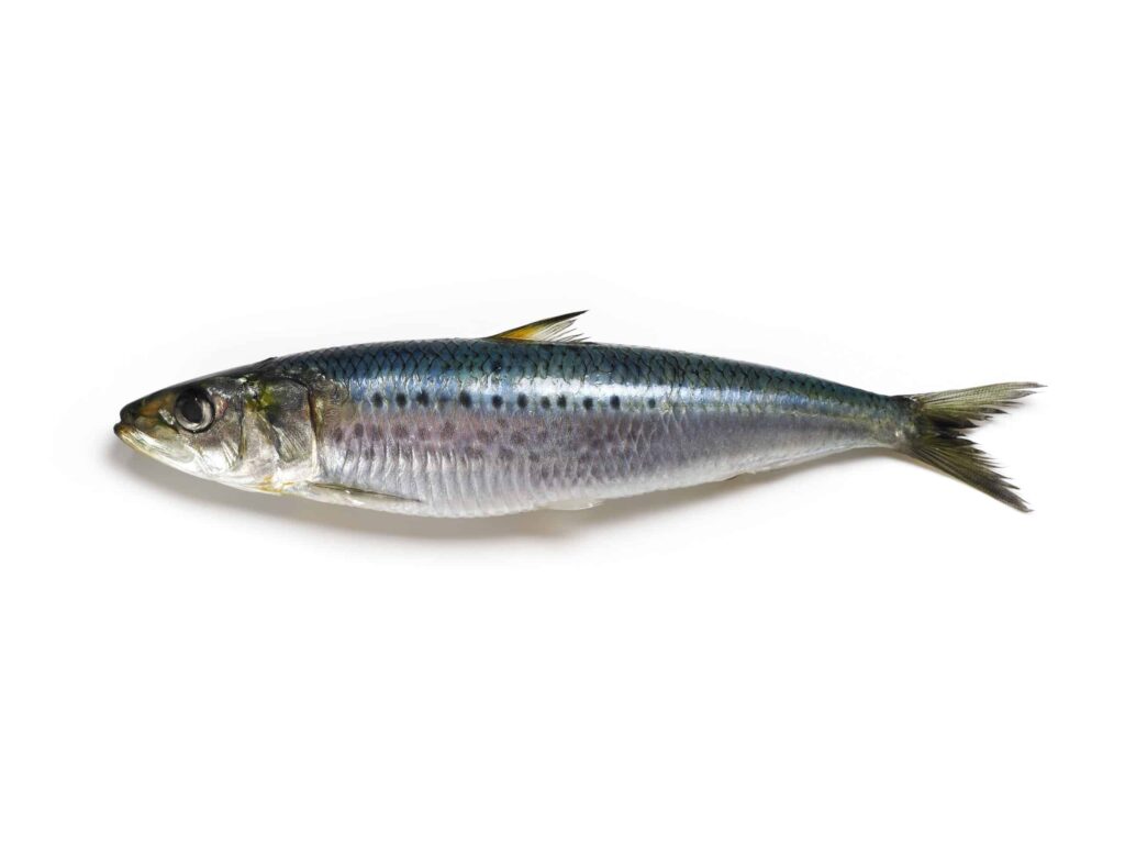 indian sardine fish