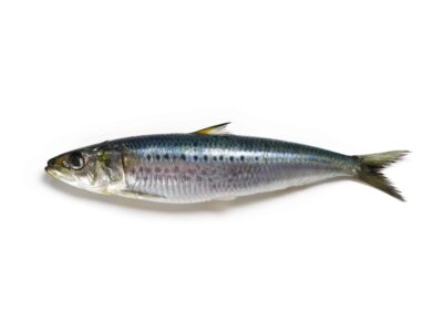 Sardines - A-Z Animals