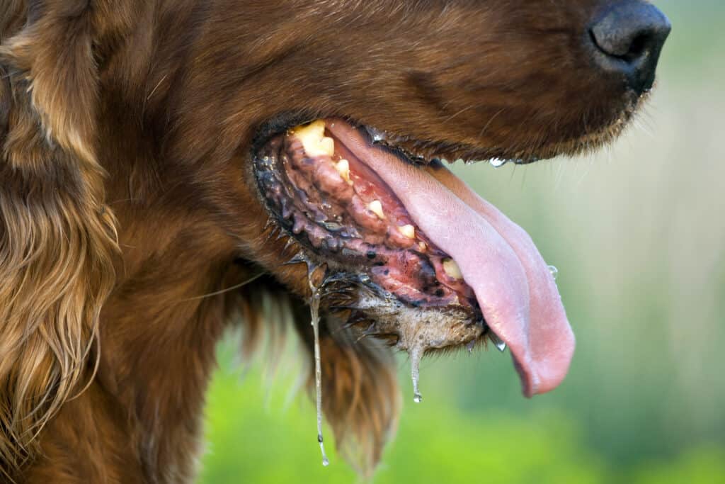 dog drooling and panting