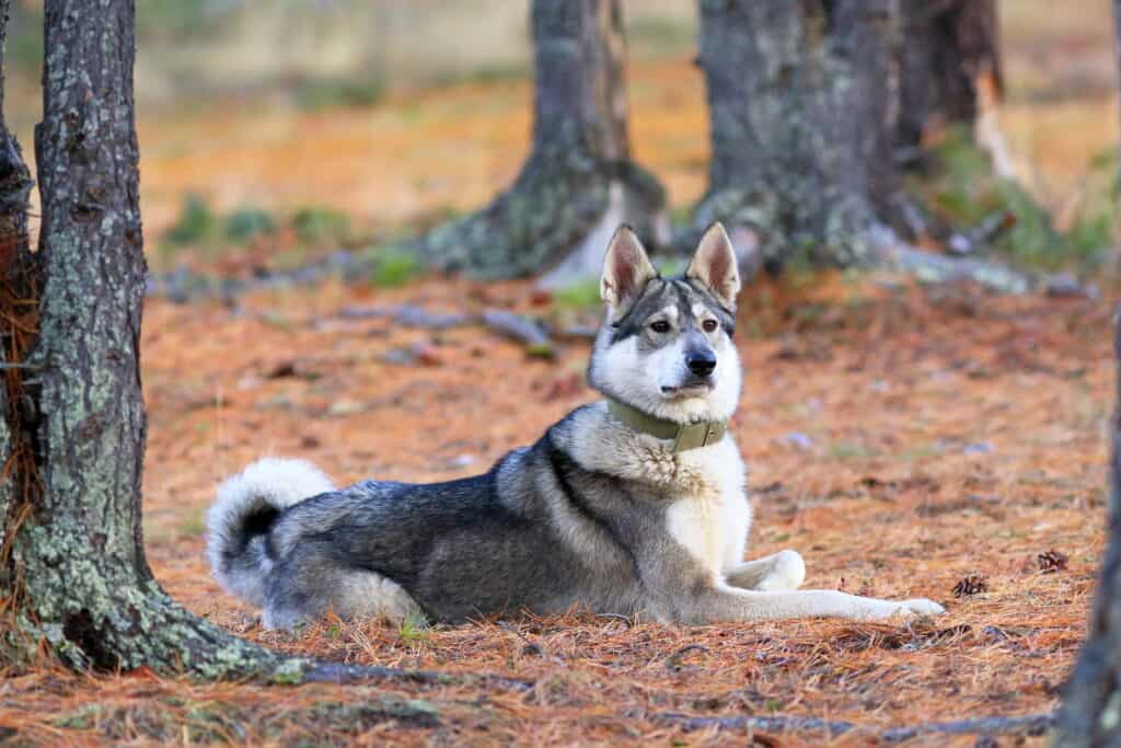 West Siberian Laika