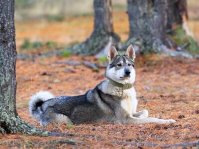 West Siberian Laika Picture