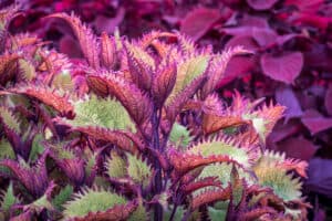 Coleus Plant Care Guide: Growing Healthy Coleus Plants Picture
