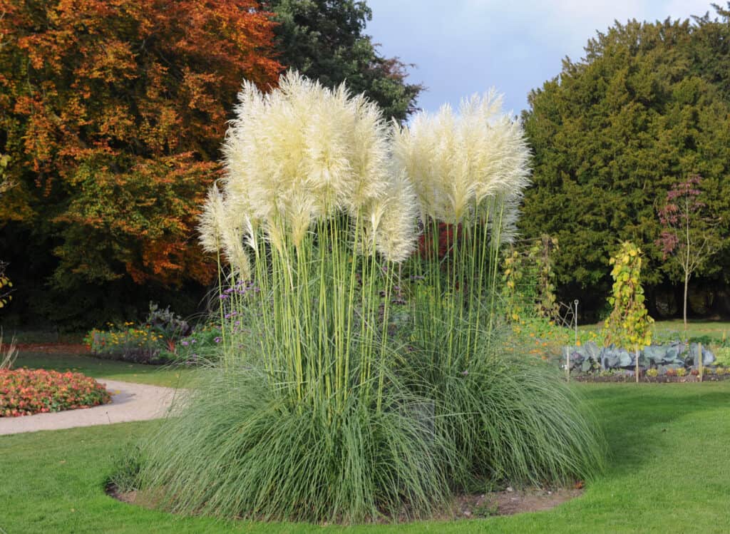 Pampas Grass (Cortaderia selloana) in a Garden in Cheshire, England, UK