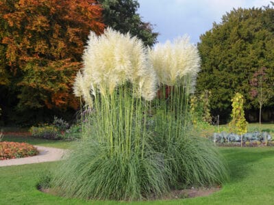 A The 12 Best Perennial Ornamental Grasses That Come Back Every Year