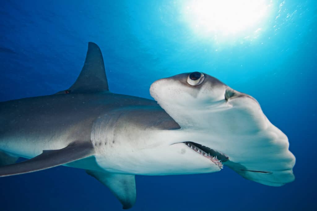 Finding Nemo's Anchor is a hammerhead shark 