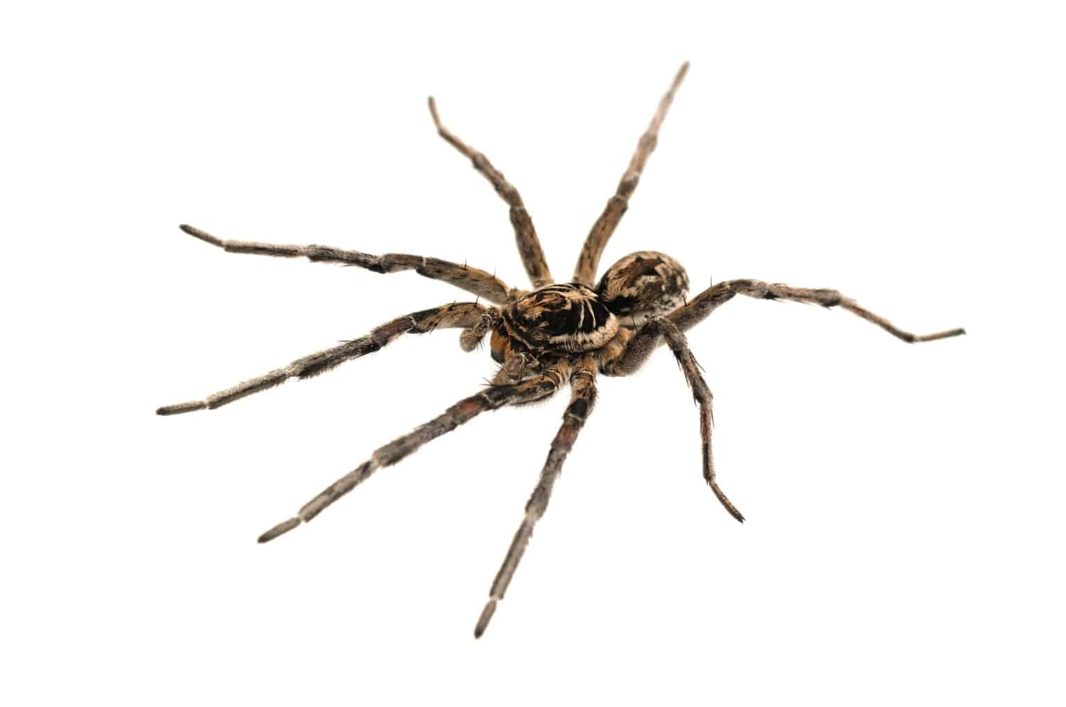Female Wolf Spider vs Male Wolf Spider What Are Their Differences? A