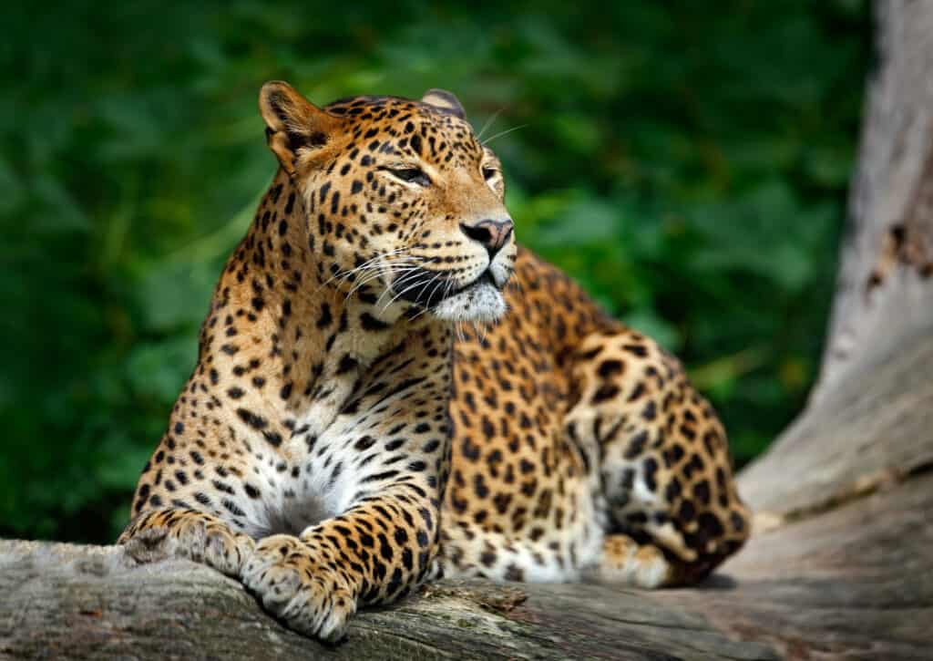 leopard in a tree