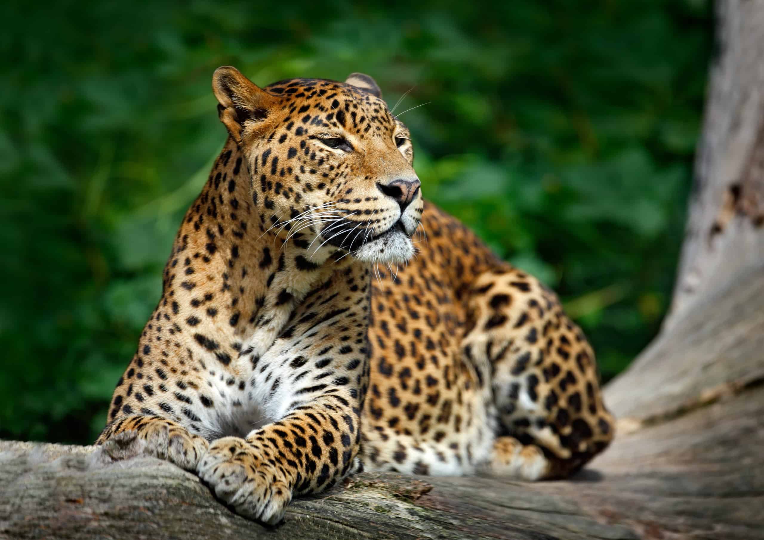 Leopard Spirit Animal Symbolism & Meaning - A-Z Animals