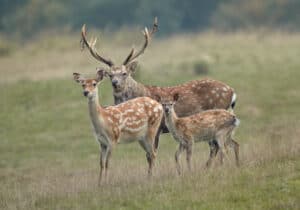 Do Deer Move in the Rain? Picture