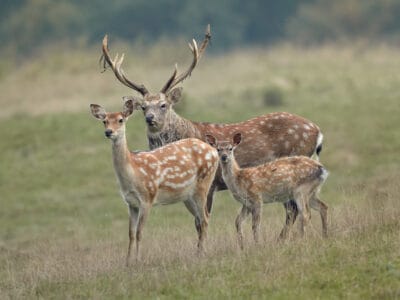 Sika Deer Picture