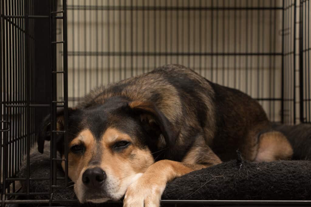 dog in a crate