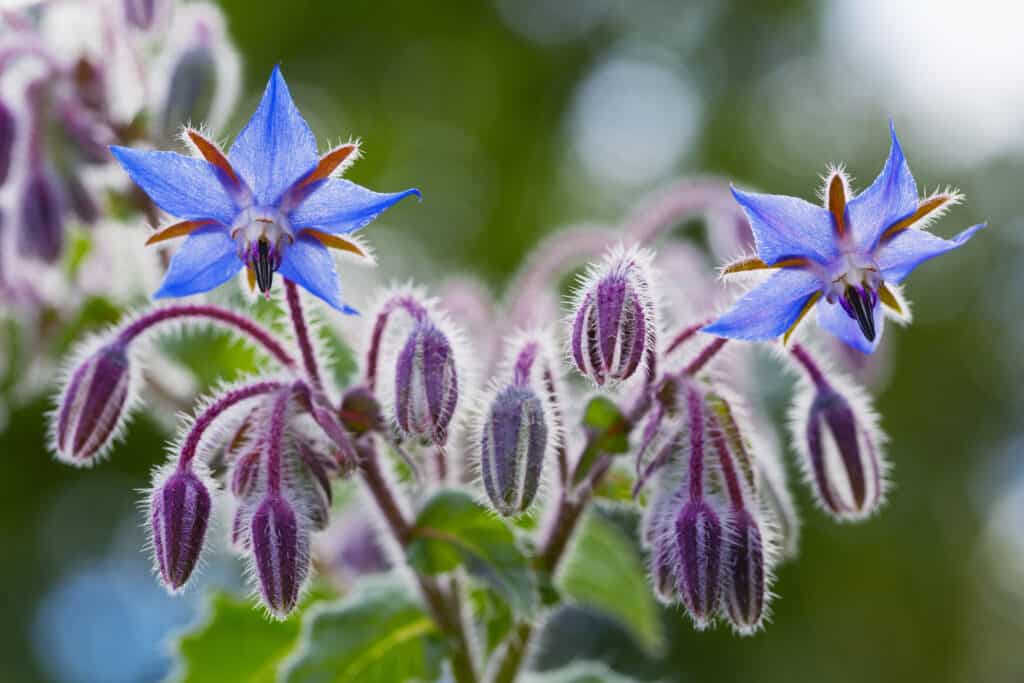 blue borage flowers close up