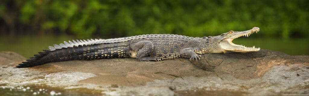 Mugger crocodile