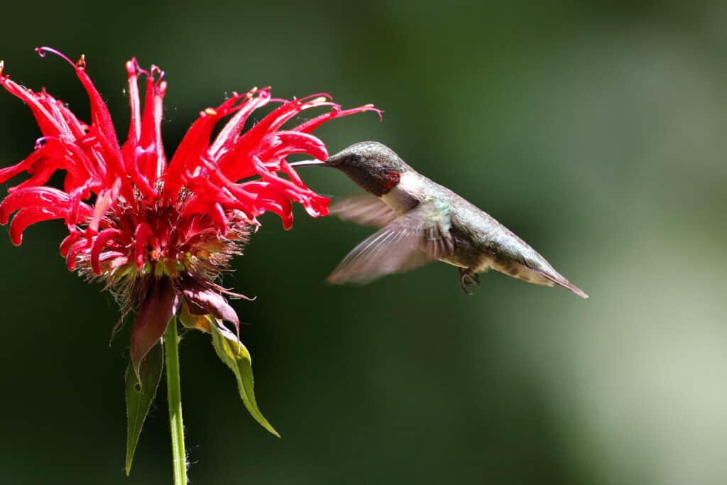 Hummingbird visits scarlet bee balm