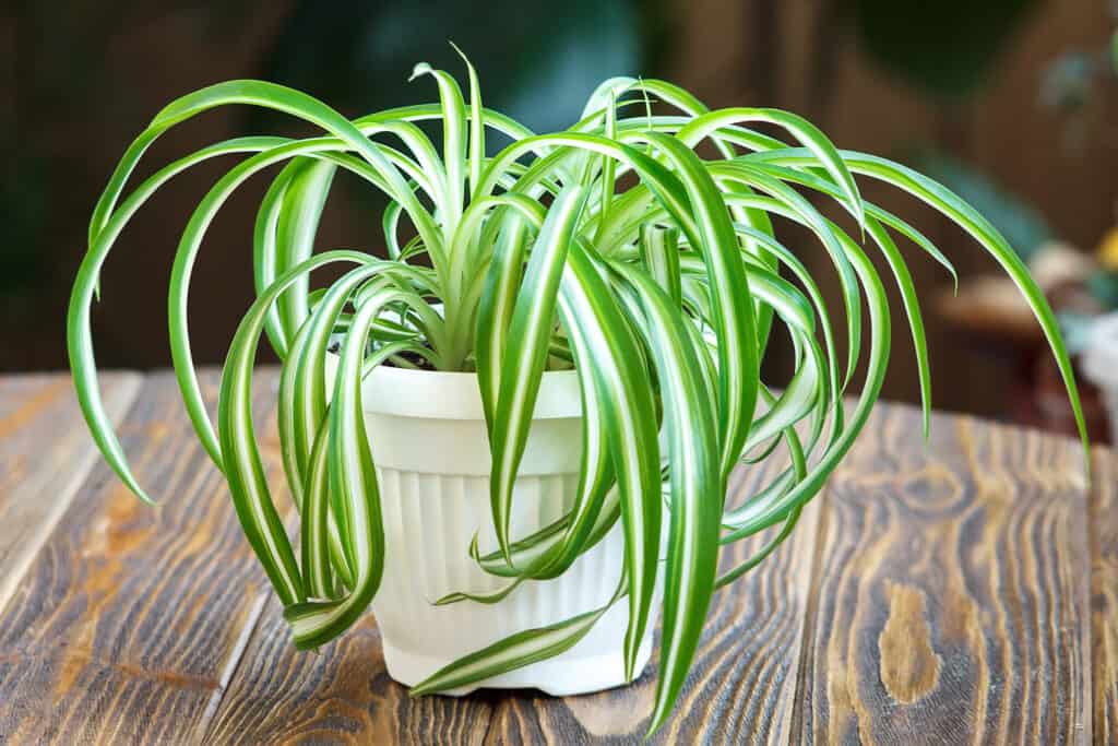 Chlorophytum comosum, spider plant with long bade-like leaves. The leaves are green with a light/whitish stripe running vertically through the center of each leaf. The plant is in a white plastic planter which is on a wooden table.