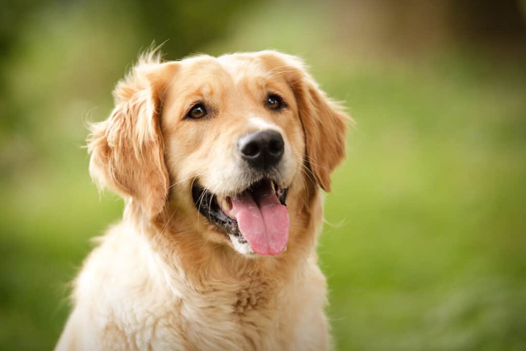 golden retriever