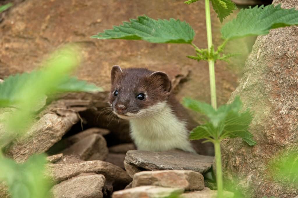 Stoat Baby