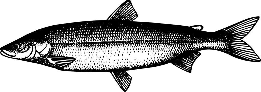 The sheefish ranks as the largest species of whitefish in the Yukon River