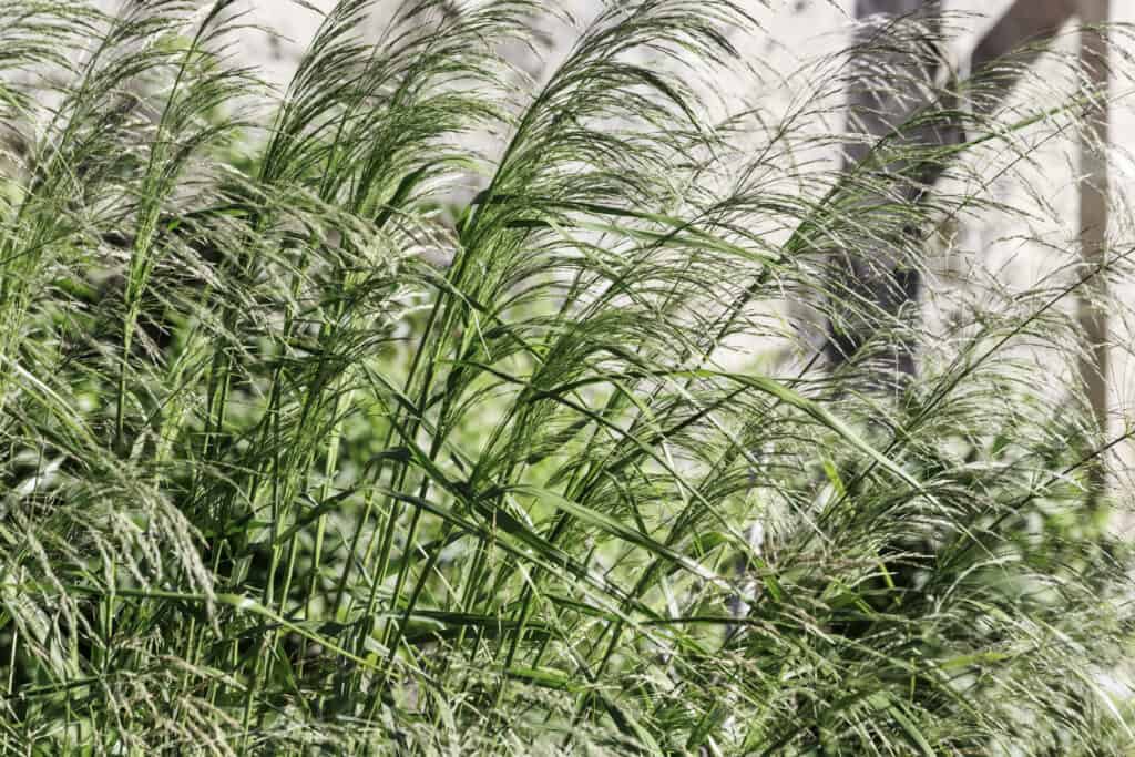 Panicum virgatum 'Northwind' switch grass, ornamental grass in summer bloom